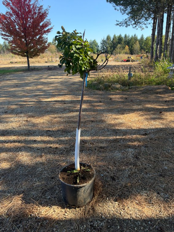 5' ROYAL GEM DWARF CRABAPPLE GLOBE TREE