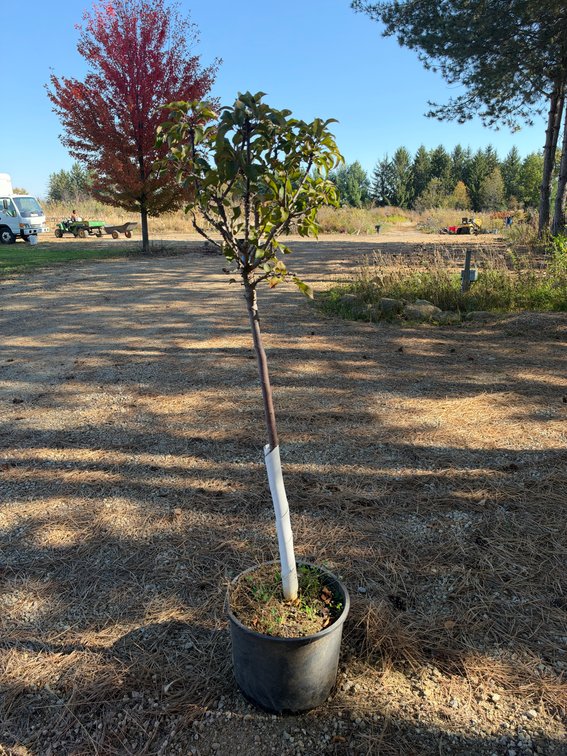 5' ROYAL GEM DWARF CRABAPPLE GLOBE TREE