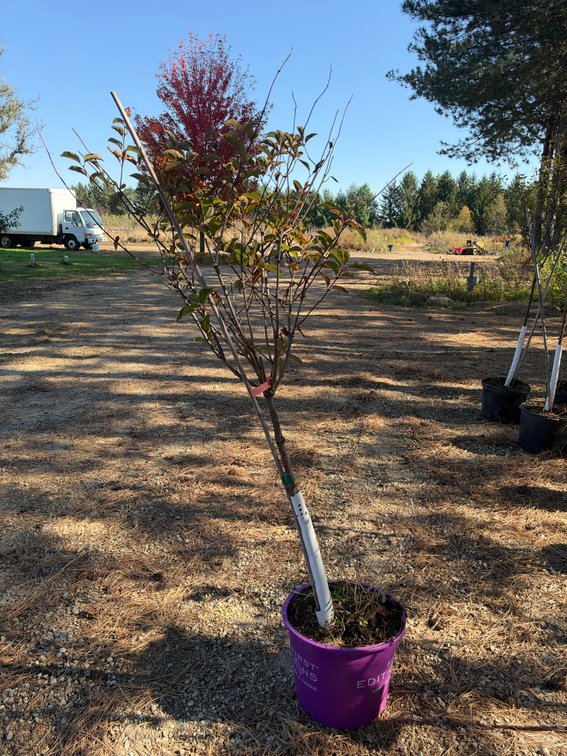 5' BERRY WHITE HYDRANGEA TREE