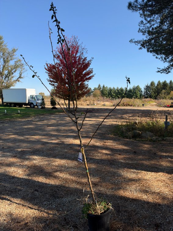 8' TAWARA PEAR TREE