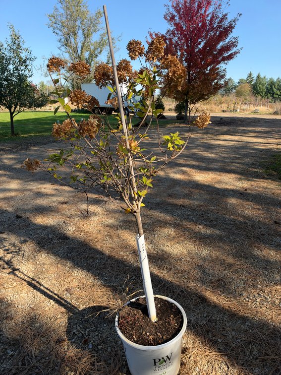 5' LIMELIGHT HYDRANGEA TREE