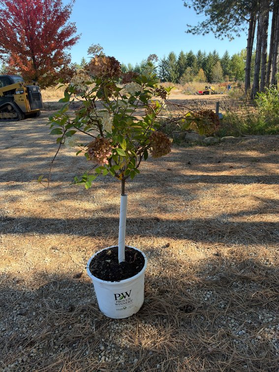4' LIMELIGHT HYDRANGEA TREE