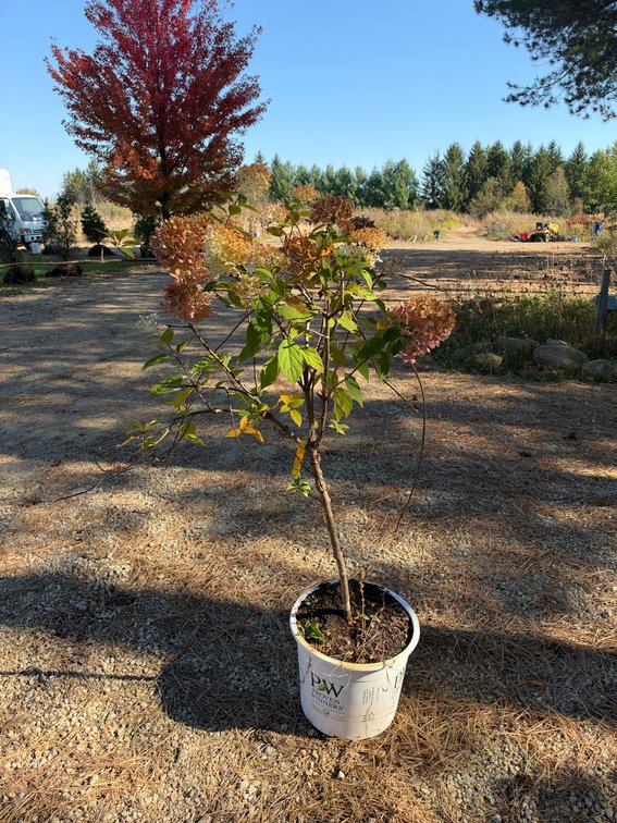 4' LIMELIGHT HYDRANGEA TREE