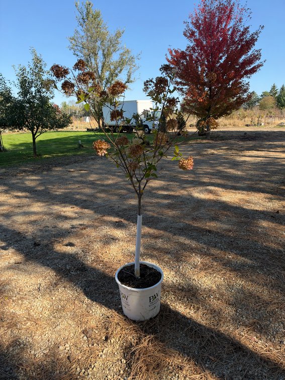 5' LIMELIGHT HYDRANGEA TREE