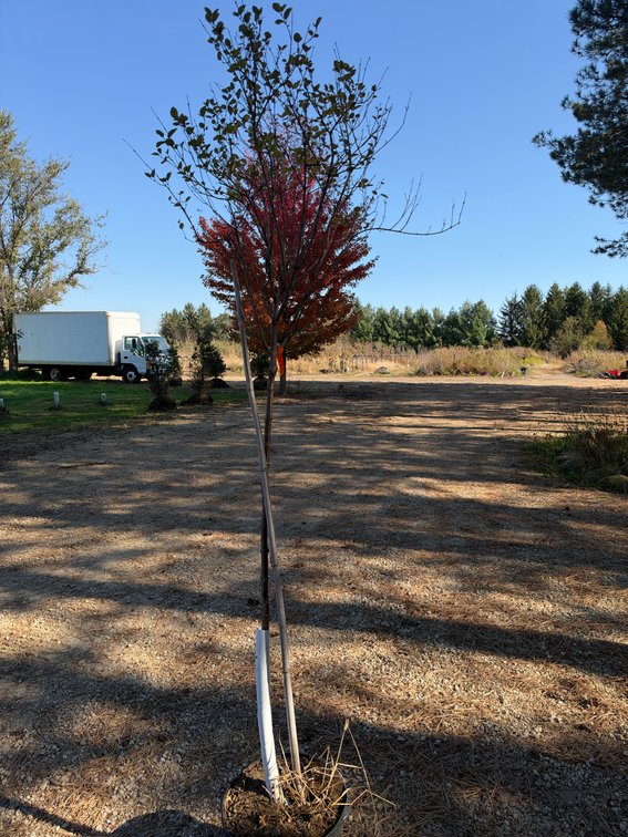 7' BLOOMERANG LILAC TREE