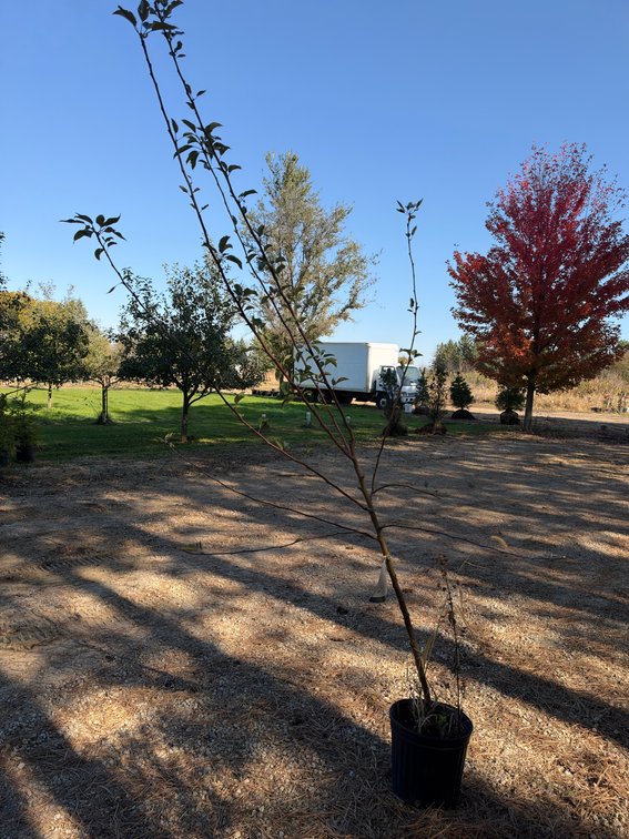 8' SNOWSWEET APPLE TREE