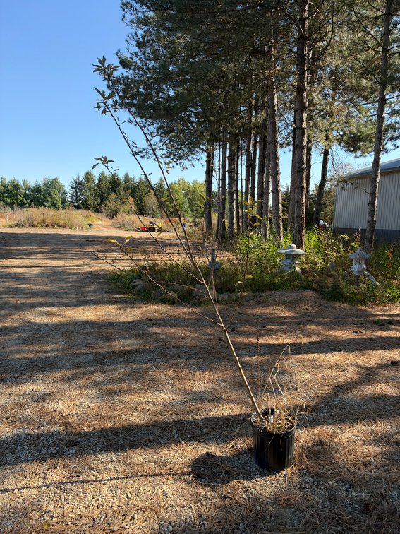 7' SNOWSWEET APPLE TREE
