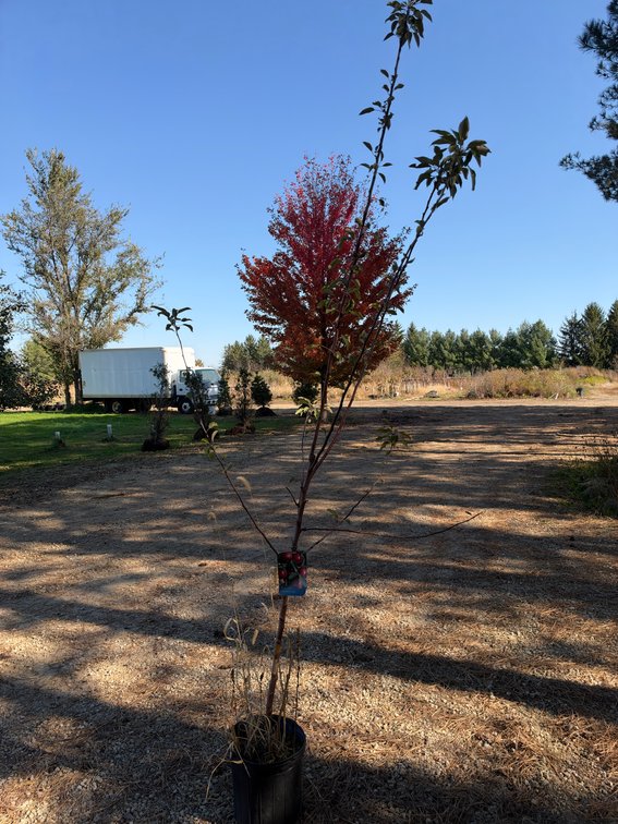 8' SNOWSWEET APPLE TREE