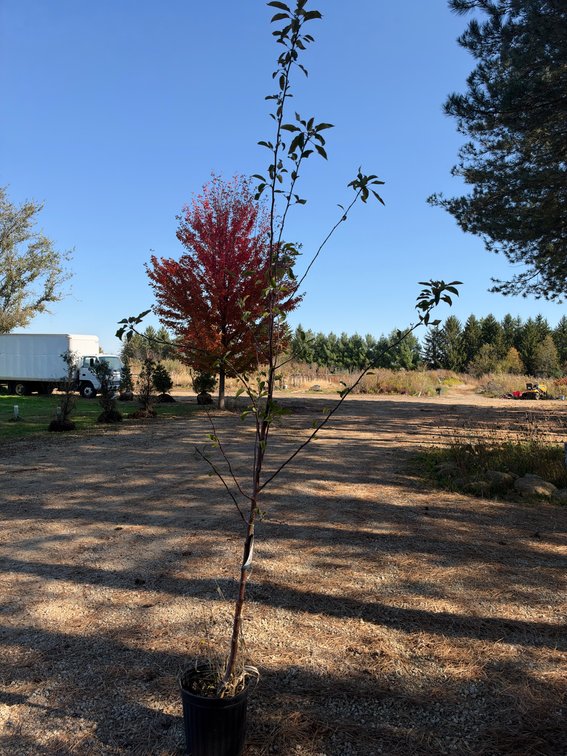 9' FIRESIDE APPLE TREE