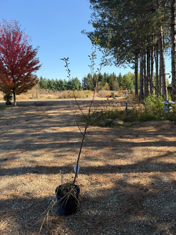 8' FIRESIDE APPLE TREE