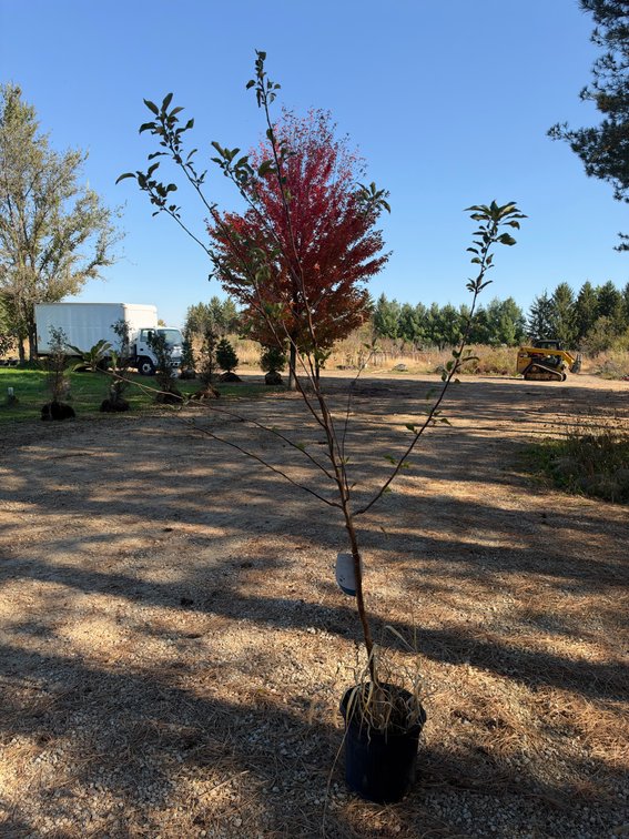 7' FIRESIDE APPLE TREE