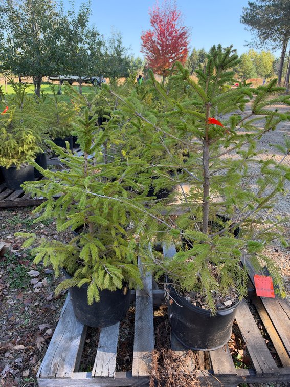(4) 3' NORWAY SPRUCE TREES