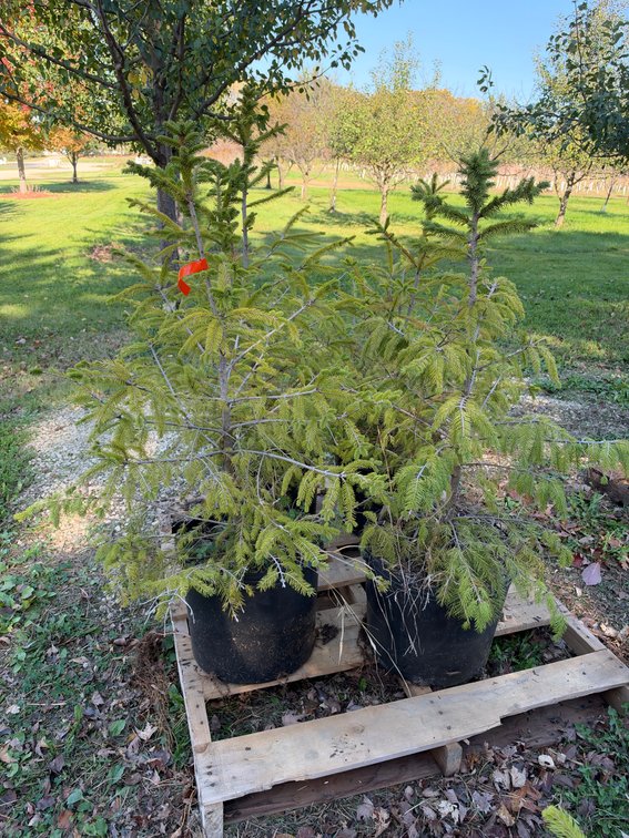 (4) 3' NORWAY SPRUCE TREES