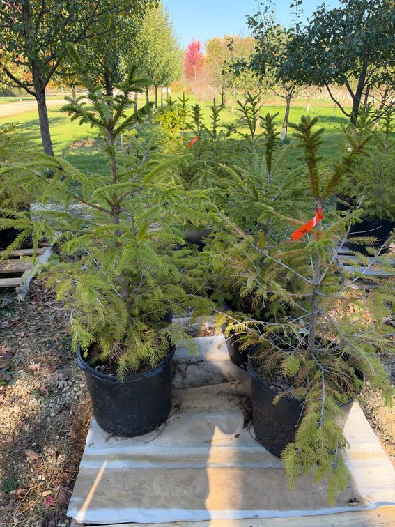 (4) 3' NORWAY SPRUCE TREES