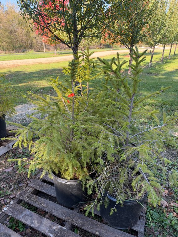 (4) 3' NORWAY SPRUCE TREES