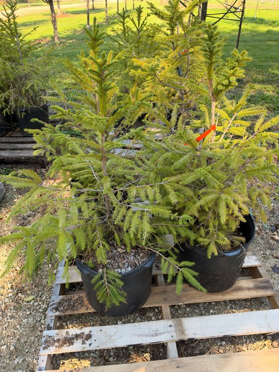 (4) 3' NORWAY SPRUCE TREES
