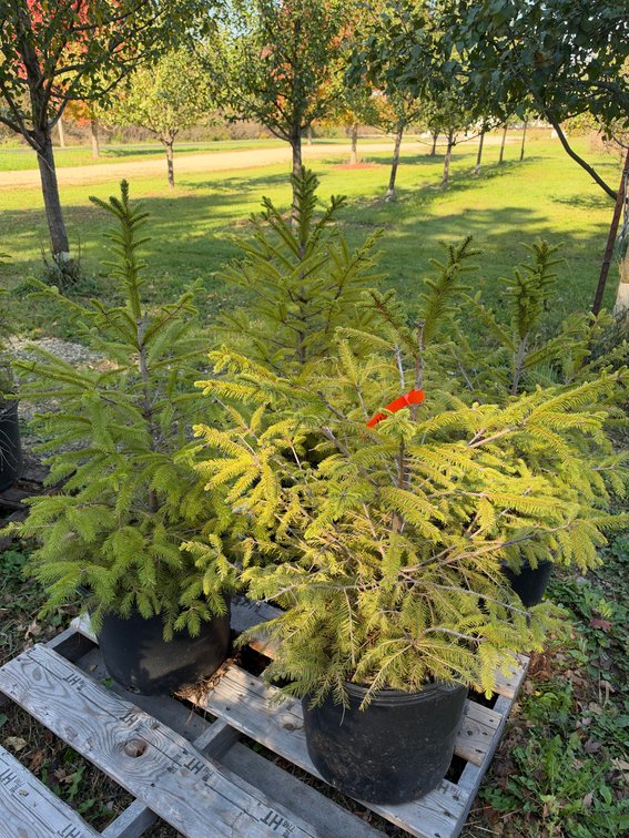 (4) 3' NORWAY SPRUCE TREES