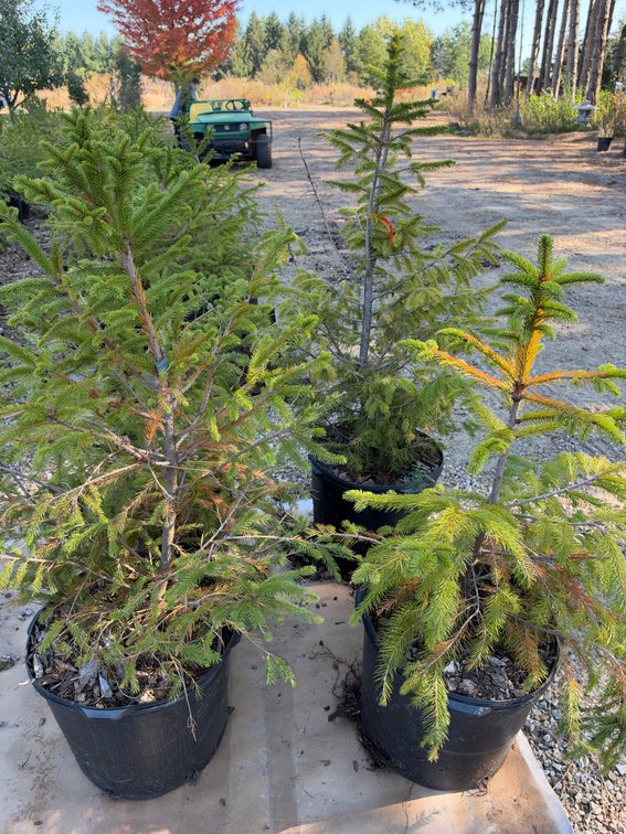 (4) 3' NORWAY SPRUCE TREES
