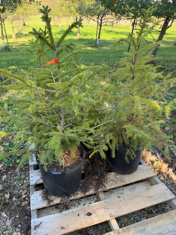 (4) 3' NORWAY SPRUCE TREES