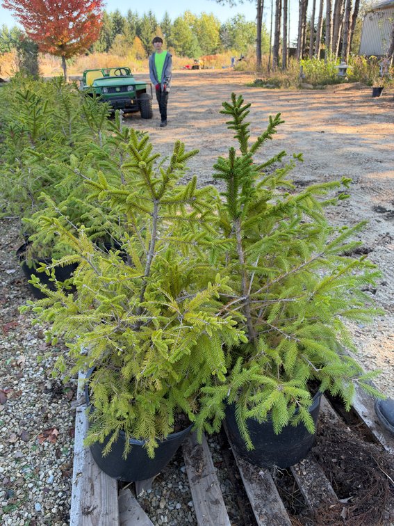 (4) 3' NORWAY SPRUCE TREES