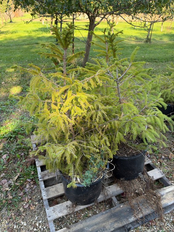 (4) 3' NORWAY SPRUCE TREES