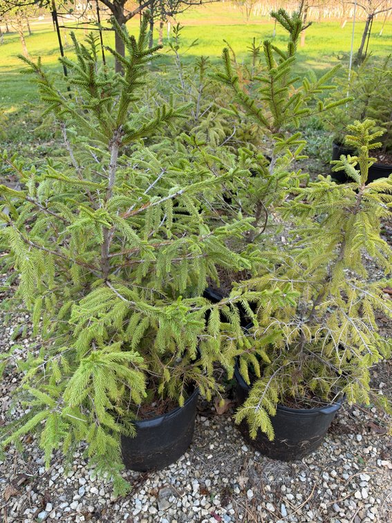 (4) 3' NORWAY SPRUCE TREES