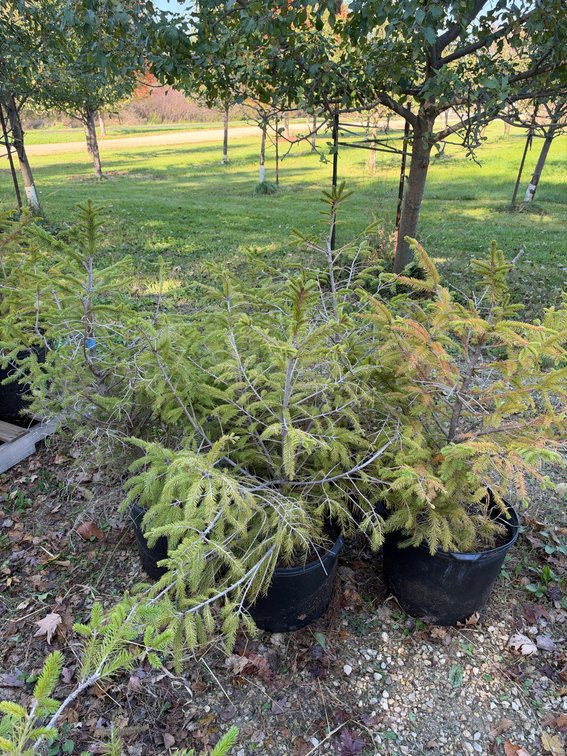 (4) 3' NORWAY SPRUCE TREES