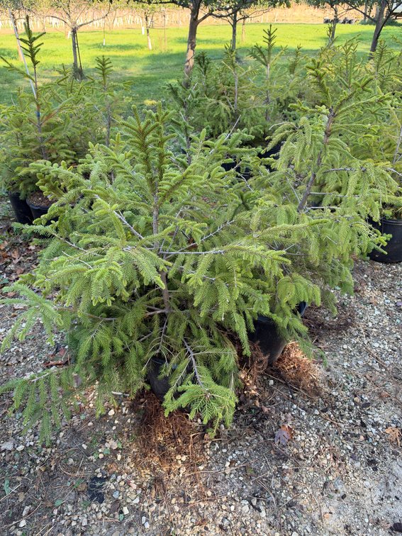 (4) 3' NORWAY SPRUCE TREES