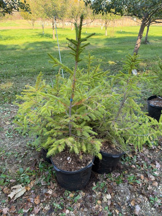 (4) 3' NORWAY SPRUCE TREES