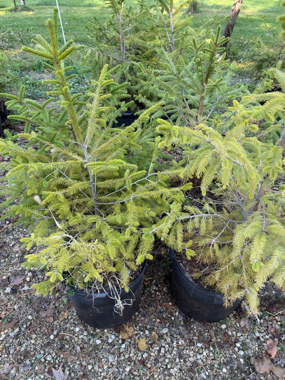 (4) 3' NORWAY SPRUCE TREES