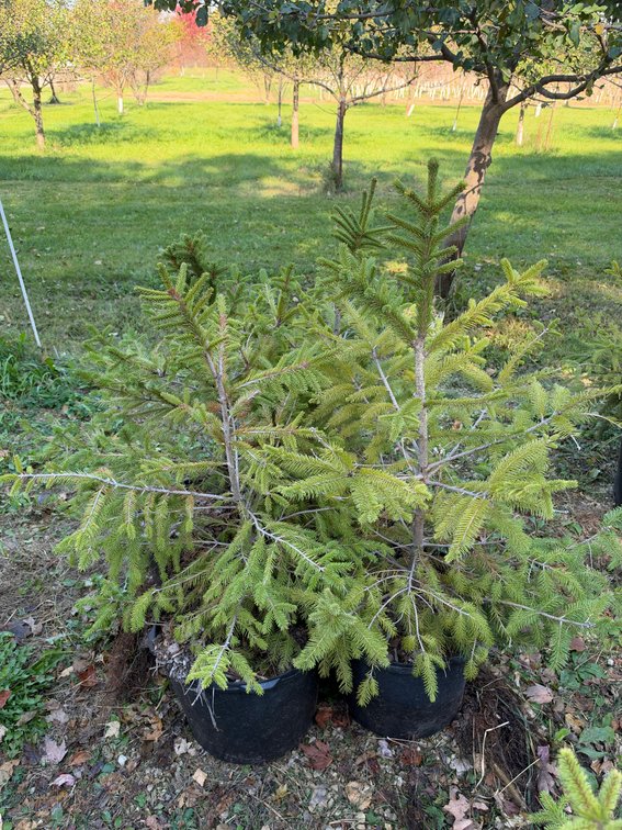 (4) 3' NORWAY SPRUCE TREES
