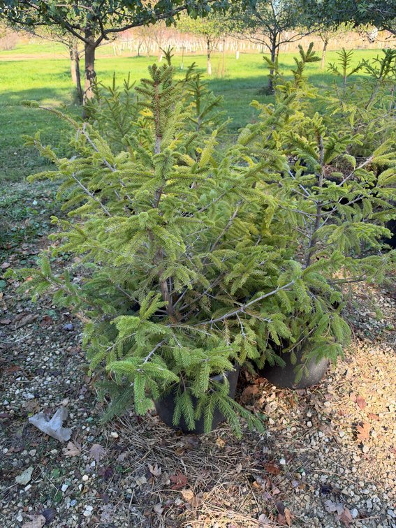 (4) 3' NORWAY SPRUCE TREES