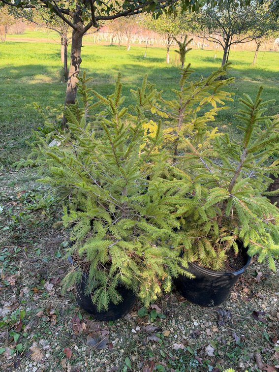 (4) 3' NORWAY SPRUCE TREES