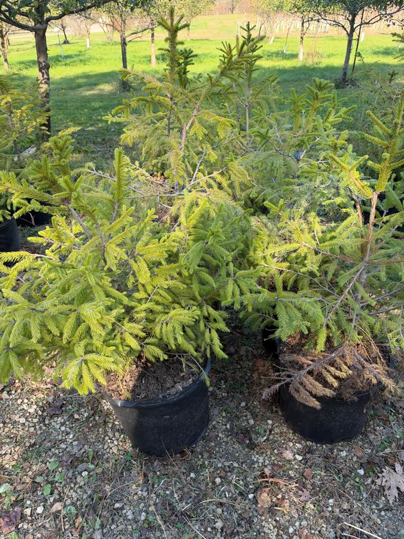 (4) 3' NORWAY SPRUCE TREES