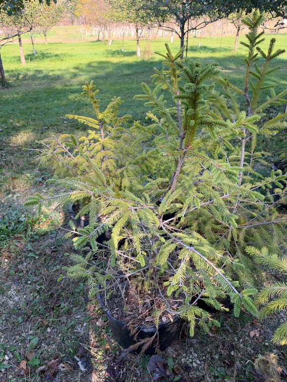 (4) 3' NORWAY SPRUCE TREES