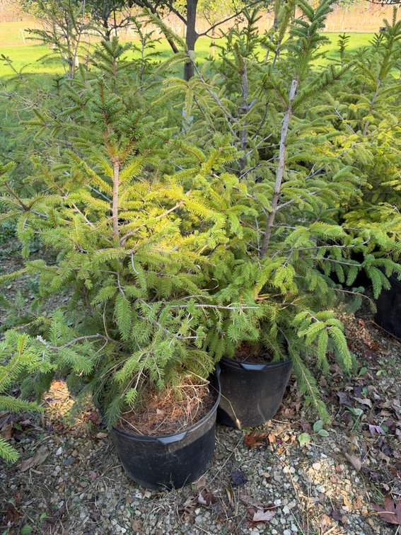 (4) 3' NORWAY SPRUCE TREES