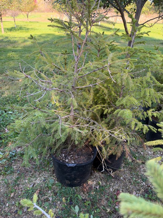 (4) 3' NORWAY SPRUCE TREES