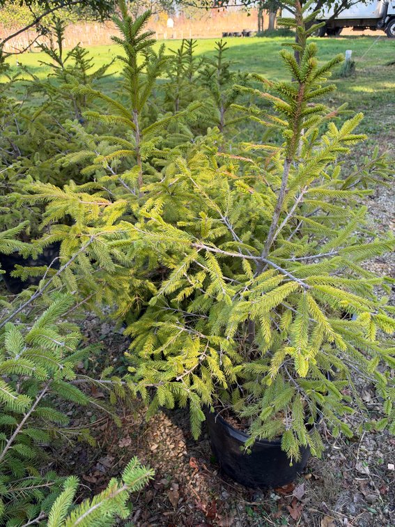 (4) 3' NORWAY SPRUCE TREES