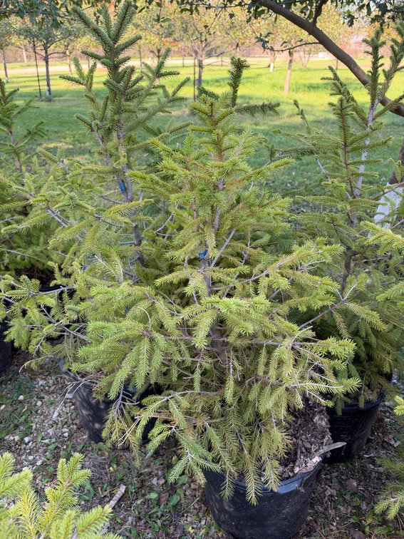 (4) 3' NORWAY SPRUCE TREES