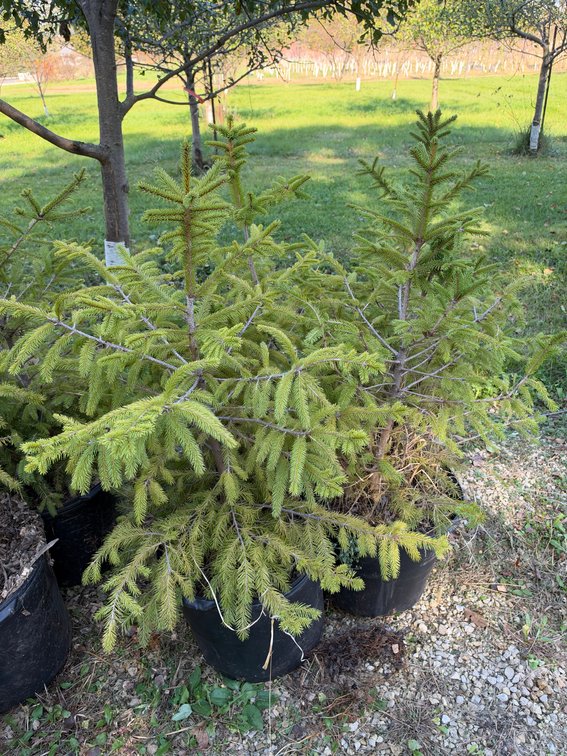 (4) 3' NORWAY SPRUCE TREES