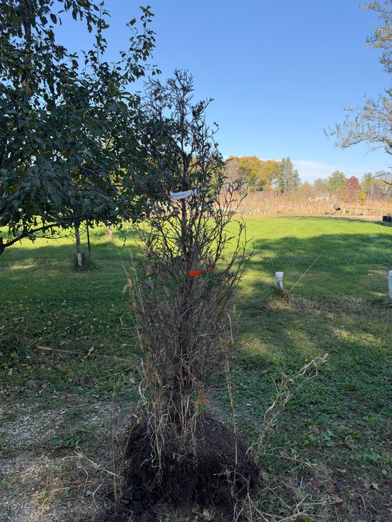 5' TECHNY ARBORVITAE TREES (B&B)