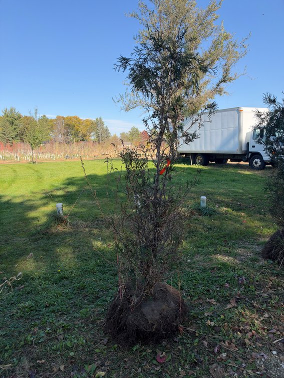 5' TECHNY ARBORVITAE TREES (B&B)