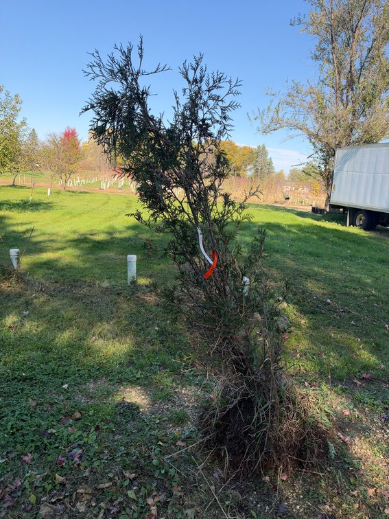 5' TECHNY ARBORVITAE TREES (B&B)