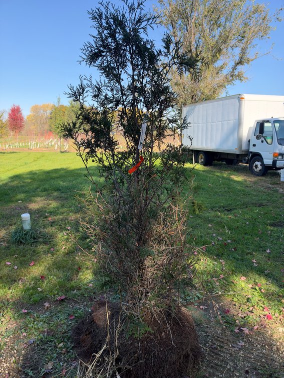5' TECHNY ARBORVITAE TREES (B&B)