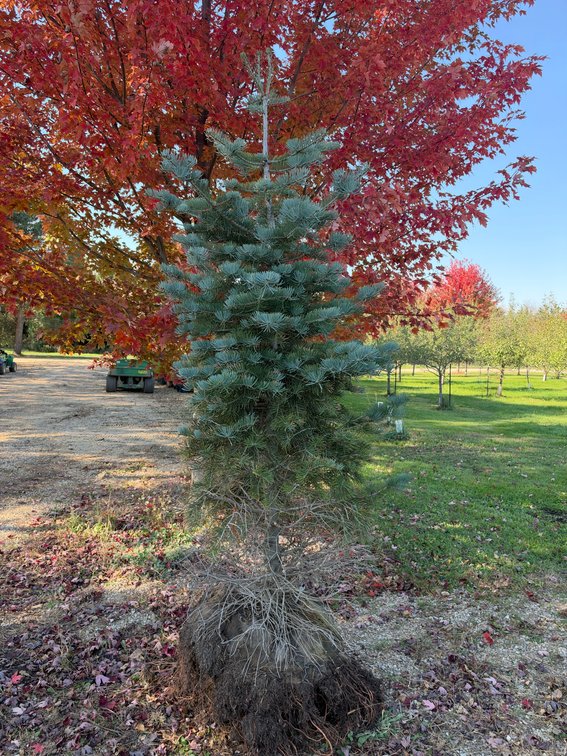 8' CONCOLOR FIR TREE (B&B)
