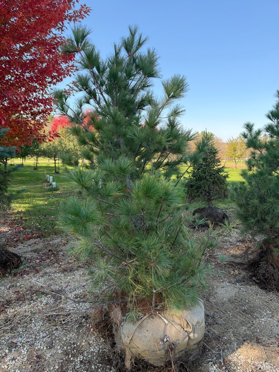 7' WHITE PINE TREE (B&B)