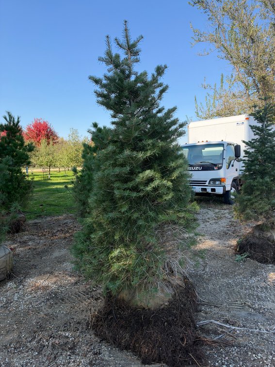 8' CONCOLOR FIR TREE (B&B)