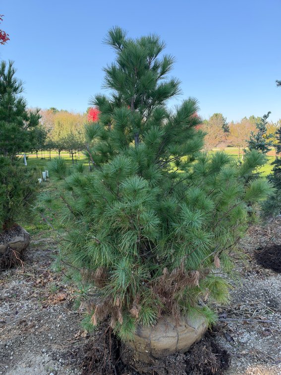 7' WHITE PINE TREE (B&B)