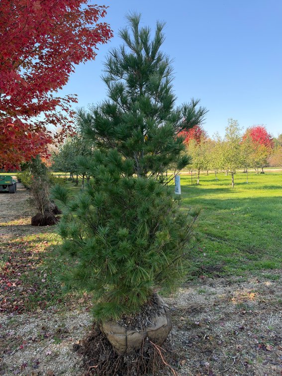 8' WHITE PINE TREE (B&B)