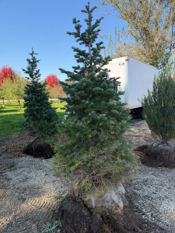 8' CONCOLOR FIR TREE (B&B)